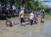 Bupati Sidrap Turun Sawah Tanam Padi Tabela di kanie