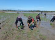 Babinsa Dampingi Petani Tanam Padi di Desa Kanie, Sidrap