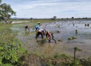 Sukseskan Swasembada Pangan, Babinsa Tidak Ragu Terjun Ke Sawah Bantu Petani Tanam Padi