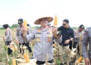 Sinergi Kapolres, Bupati, dan Forkopimda Sidrap Sukseskan Panen Raya Virtual Bersama Presiden