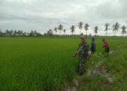 Turun Sawah Bareng Petani, Babinsa Desa Botto Bantu Penyiangan Padi untuk Dukung Swasembada Pangan