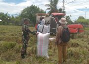 Babinsa Kel. Kanyuara Dampngi Petani Panen Padi