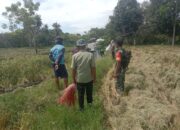 Sukseskan Ketahanan Pangan, Babinsa Bulo Wattang Dampingi Petani Saat Panen