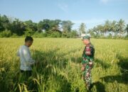 Babinsa Cek Padi Siap Panen Milik Petani Warga Desa Binaan