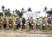 Kapolres Pinrang Hadiri Panen Raya Jagung Serentak Kuartal III di Lanrisang