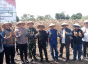 Dukungan Swasembada Pangan 2025, Dandim 1420/Sidrap Ikuti Panen Jagung Serentak di Desa Teppo
