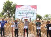 Wujudkan Ketahanan Pangan Nasional, Polres Sidrap Gelar Panen Raya Jagung Kuartal III