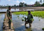 Babinsa Serma Nursalam Dampingi Petani Laksanakan Pemeliharaan Tanaman Padi di Sidrap Sidenreng Rappang