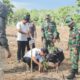 Sinergi TNI, Polri, Pemerintah dan Masyarakat Hijaukan Sidrap: Koramil 02/Tellu Limpoe Pimpin Penanaman Pohon Mangga di Massepe