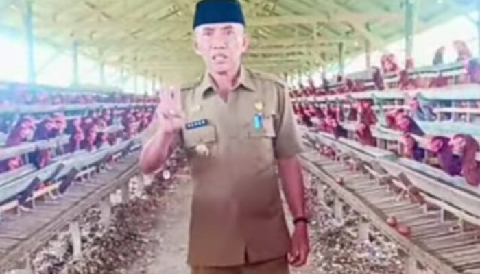 Babar Akkas Pantau Persawahan dan Peternakan Warga Kelurahan Arawa