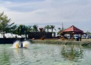 Budidaya Nila Hadir di Kolam Pantai Merpati