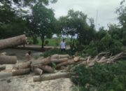 Lurah Arawa Gerak Cepat Tangani Pohon Tumbang Akibat Angin Kencang
