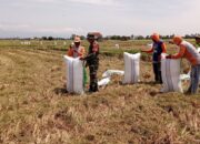 Dukung Ketahanan Pangan, Babinsa Koramil 1420-03/Maritengngae Dampingi Petani Panen Padi di Kelurahan Majjeling