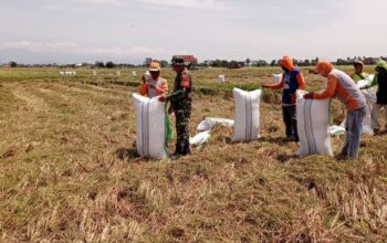 Dukung Ketahanan Pangan, Babinsa Koramil 1420-03/Maritengngae Dampingi Petani Panen Padi di Kelurahan Majjeling