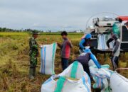 Sinergi TNI dan Petani, Babinsa Sereang Dampingi Panen Padi Kelompok Tani Mamminasae 2