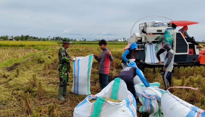 Sinergi TNI dan Petani, Babinsa Sereang Dampingi Panen Padi Kelompok Tani Mamminasae 2