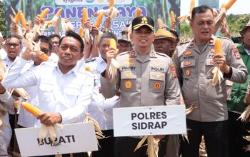 Kapolres Sidrap Bersama Forkompimda Pimpin Langsung Tanam dan Panen Jagung di Desa Mattirotasi