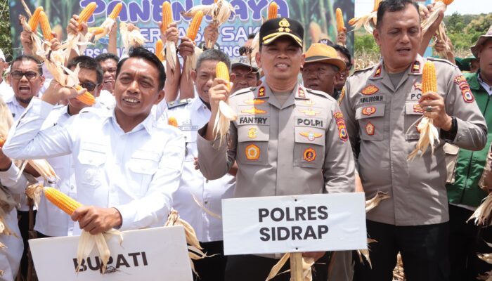 Kapolres Sidrap Bersama Forkompimda Pimpin Langsung Tanam dan Panen Jagung di Desa Mattirotasi