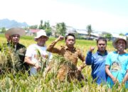Puasa Tak Surutkan Semangat Panen Raya di Lautang Benteng, Hasil Capai 9–10 Ton per Hektare