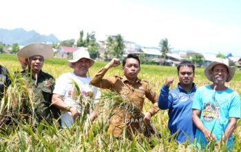Puasa Tak Surutkan Semangat Panen Raya di Lautang Benteng, Hasil Capai 9–10 Ton per Hektare