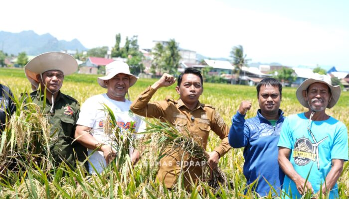Puasa Tak Surutkan Semangat Panen Raya di Lautang Benteng, Hasil Capai 9–10 Ton per Hektare
