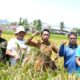Puasa Tak Surutkan Semangat Panen Raya di Lautang Benteng, Hasil Capai 9–10 Ton per Hektare