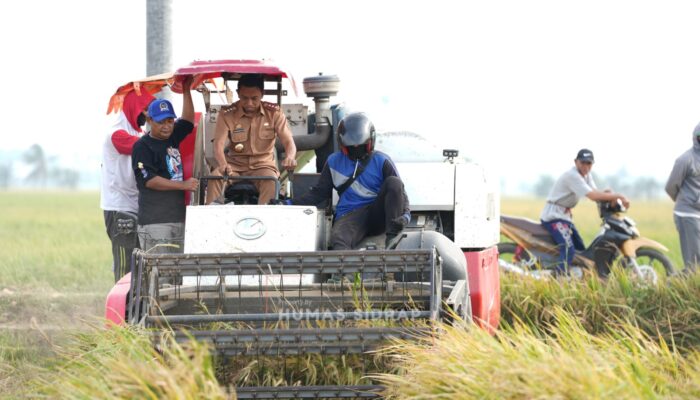 Panen Padi di Salobukkang, Bupati Sidrap Fokus Peningkatan Pendapatan Petani