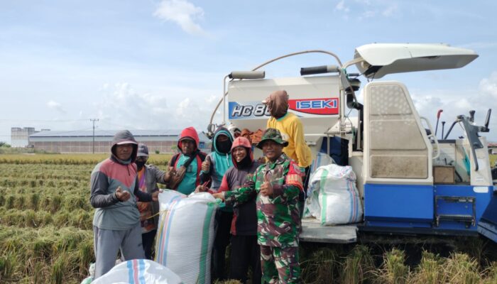 Babinsa Kelurahan Wala Dampingi Panen Padi di Lahan Milik H. Ramang