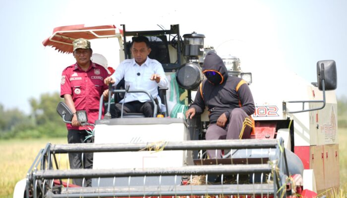 Panen di Bawah Panas Terik Ramadan, Bupati Ajak Petani Kejar Berkah
