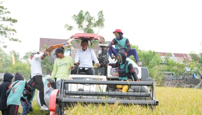 Dari Lasiwala ke Walatedong, Bupati Sidrap Pimpin Dua Panen Padi dalam Sehari