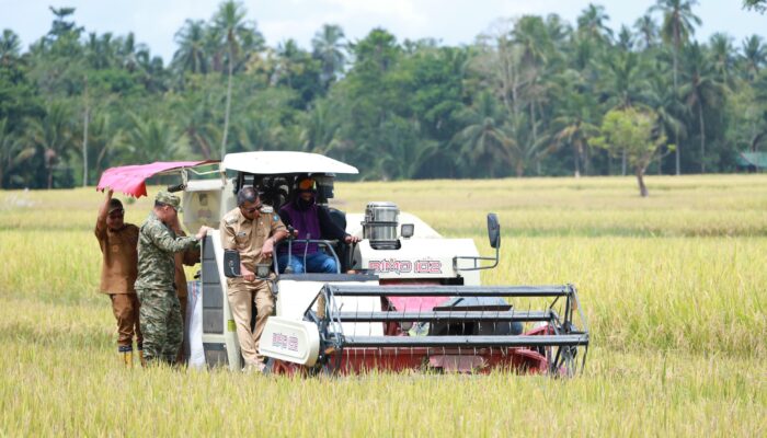 Panen Raya di Bontoharu, Bupati Andi Utta Tekankan Pentingnya Ketahanan Pangan dan Modernisasi Pertanian