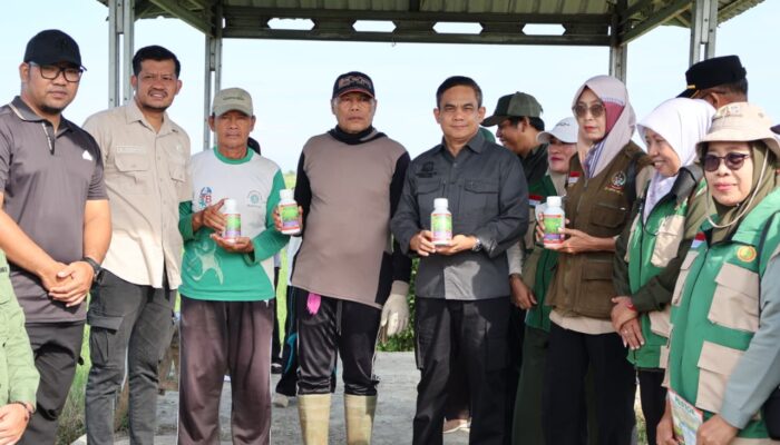 Wakil bupati Pinrang didampingi kadis tanaman pangan dan Holtikultura kab.pinrang pengendalian hama