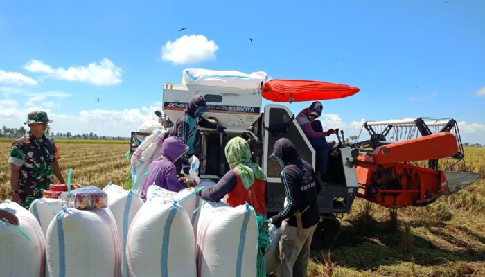 Babinsa Empagae Dampingi Petani Panen Padi di Lompoe, Hasil Panen Memuaskan