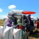 Babinsa Empagae Dampingi Petani Panen Padi di Lompoe, Hasil Panen Memuaskan