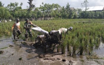 Babinsa Kelurahan Sidenreng Pantau LTT dan Pendampingan Pengolahan Lahan di Poktan Elo Puang