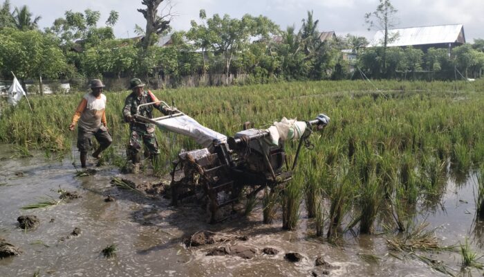 Babinsa Kelurahan Sidenreng Pantau LTT dan Pendampingan Pengolahan Lahan di Poktan Elo Puang