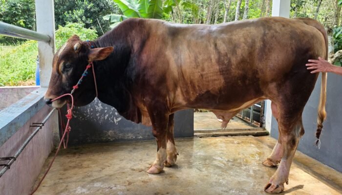 Bulukumba Berkurban 1.936 Ekor, Satu Ekor Sapi Bantuan Presiden RI