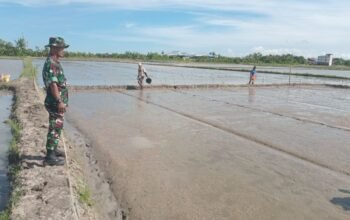 Babinsa Kanyuara Dampingi Petani, Optimalkan Luas Tambah Tanam MT 2 Tahun 2026