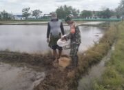 Babinsa Kelurahan Sidenreng Pantau Luas Tambah Tanam, Dampingi Petani Penaburan Benih Musim Tanam II