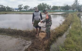 Babinsa Kelurahan Sidenreng Pantau Luas Tambah Tanam, Dampingi Petani Penaburan Benih Musim Tanam II