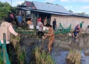 Bhabinkamtibmas Desa Bunga Hadiri Tradisi Mapalili, Wujud Kedekatan Polri dengan Masyarakat