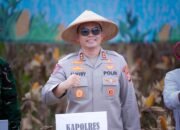 Panen Raya Jagung Kuartal II 2026, Fantry Taherong: Hasil Panen Jagung Membaik