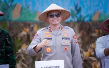 Panen Raya Jagung Kuartal II 2026, Fantry Taherong: Hasil Panen Jagung Membaik