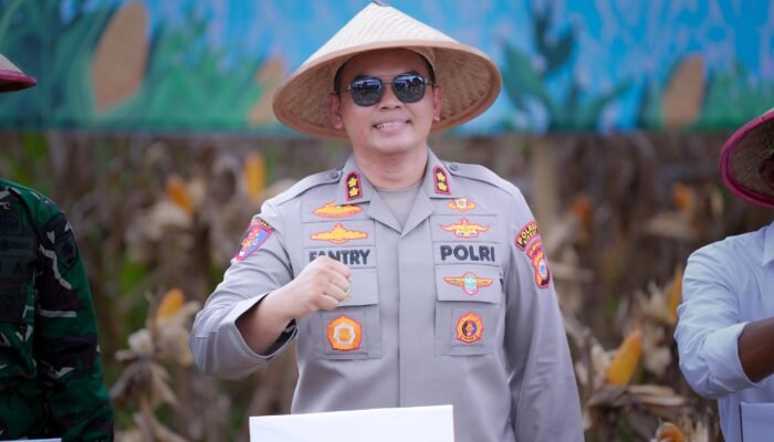 Panen Raya Jagung Kuartal II 2026, Fantry Taherong: Hasil Panen Jagung Membaik