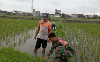 Babinsa Kelurahan Majjelling Lakukan Pendataan dan Pendampingan LTT di Lahan Milik Asi