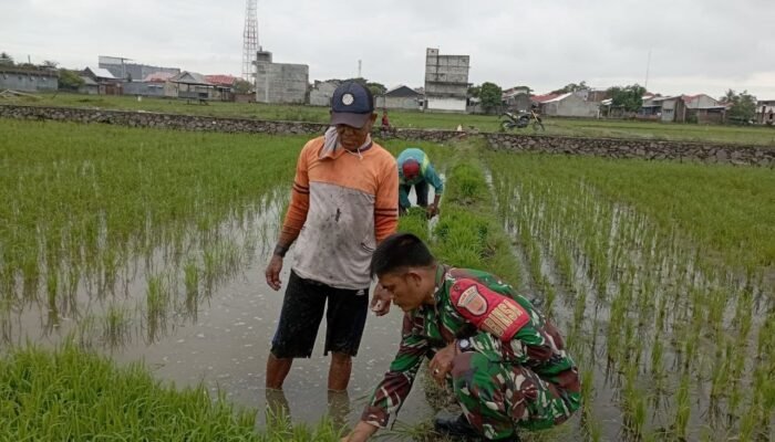 Babinsa Kelurahan Majjelling Lakukan Pendataan dan Pendampingan LTT di Lahan Milik Asi