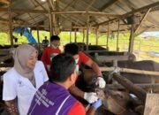 Jelang Idul Adha dinas peternakan dan perkebunan lakukan pemeriksaan hewan qurban