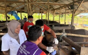 Jelang Idul Adha dinas peternakan dan perkebunan lakukan pemeriksaan hewan qurban