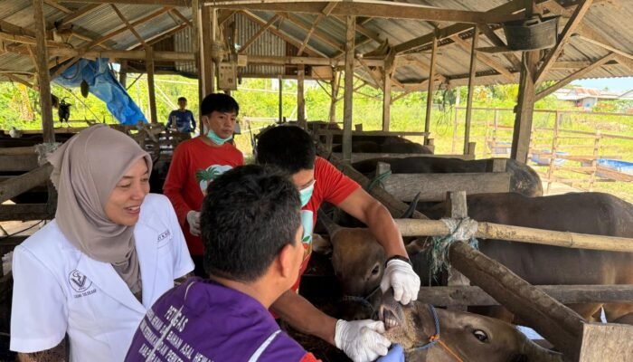 Jelang Idul Adha dinas peternakan dan perkebunan lakukan pemeriksaan hewan qurban