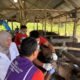 Jelang Idul Adha dinas peternakan dan perkebunan lakukan pemeriksaan hewan qurban